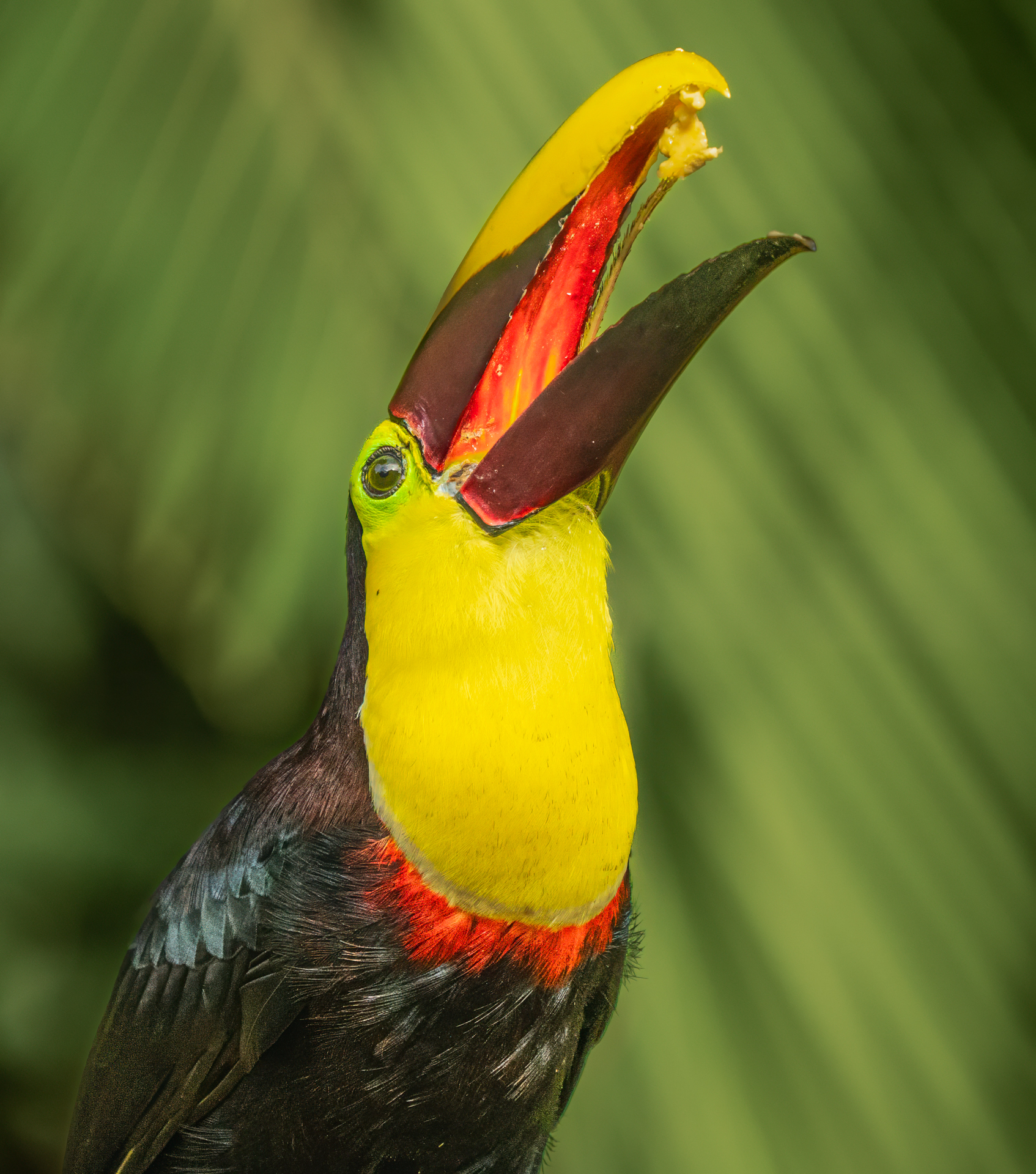 3rd PrizeOpen Color In Class 3 By Debbie Blair For Toucan Spears Banana MAR-2025.jpg